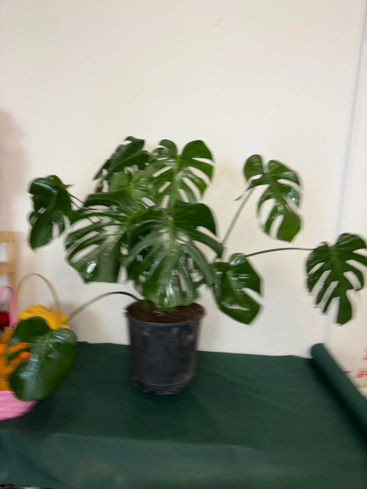 Monstera (Devetabanı) Bitkisi