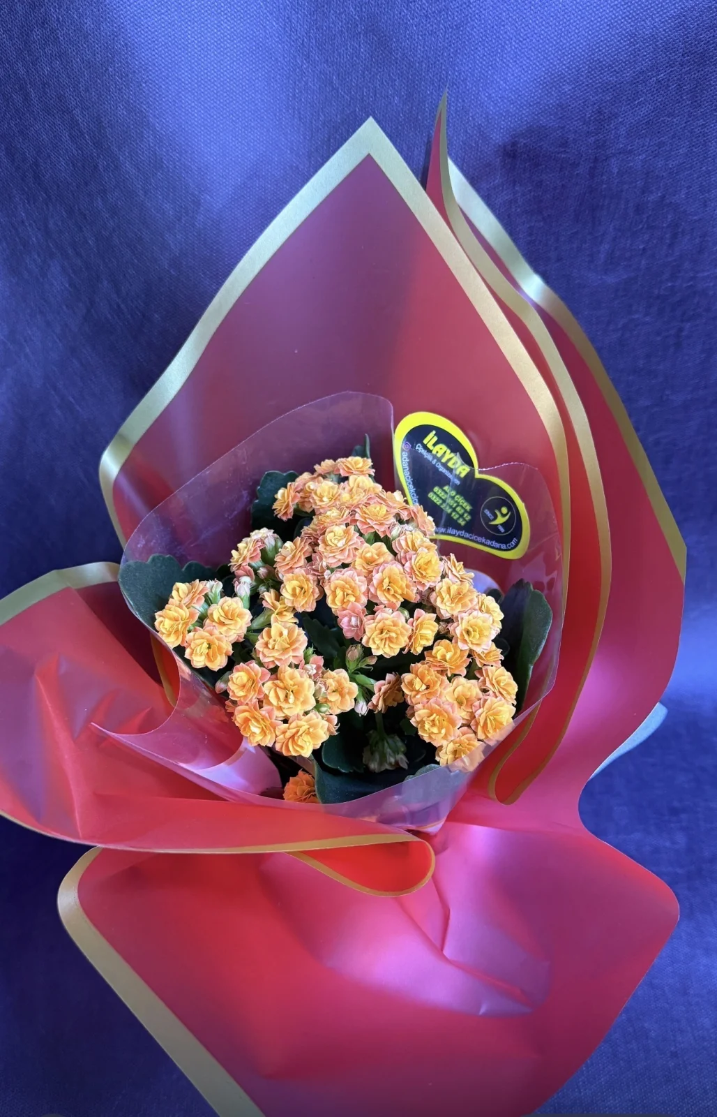 Kalanchoe Çiçeği