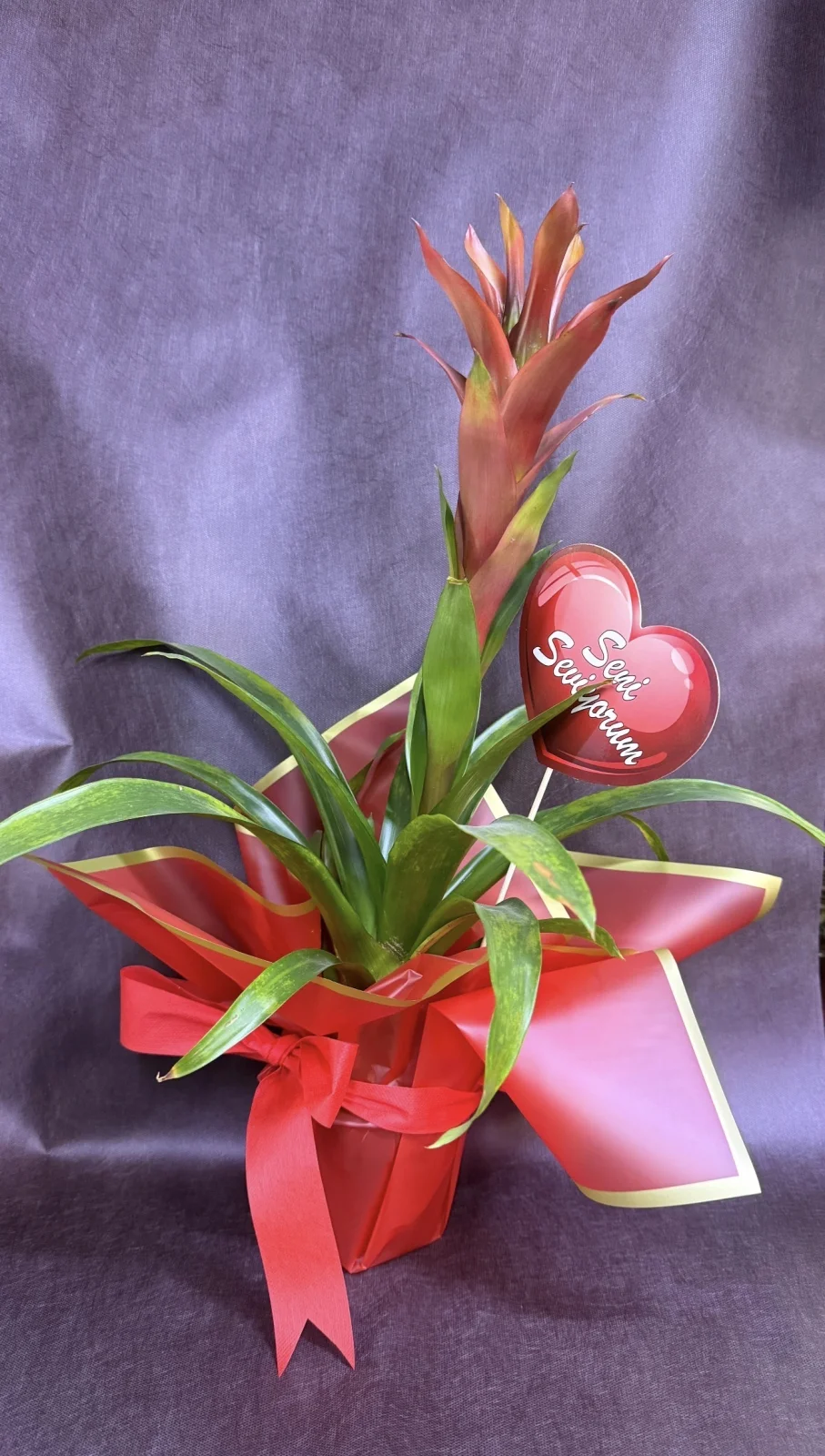 Guzmania Çiçeği