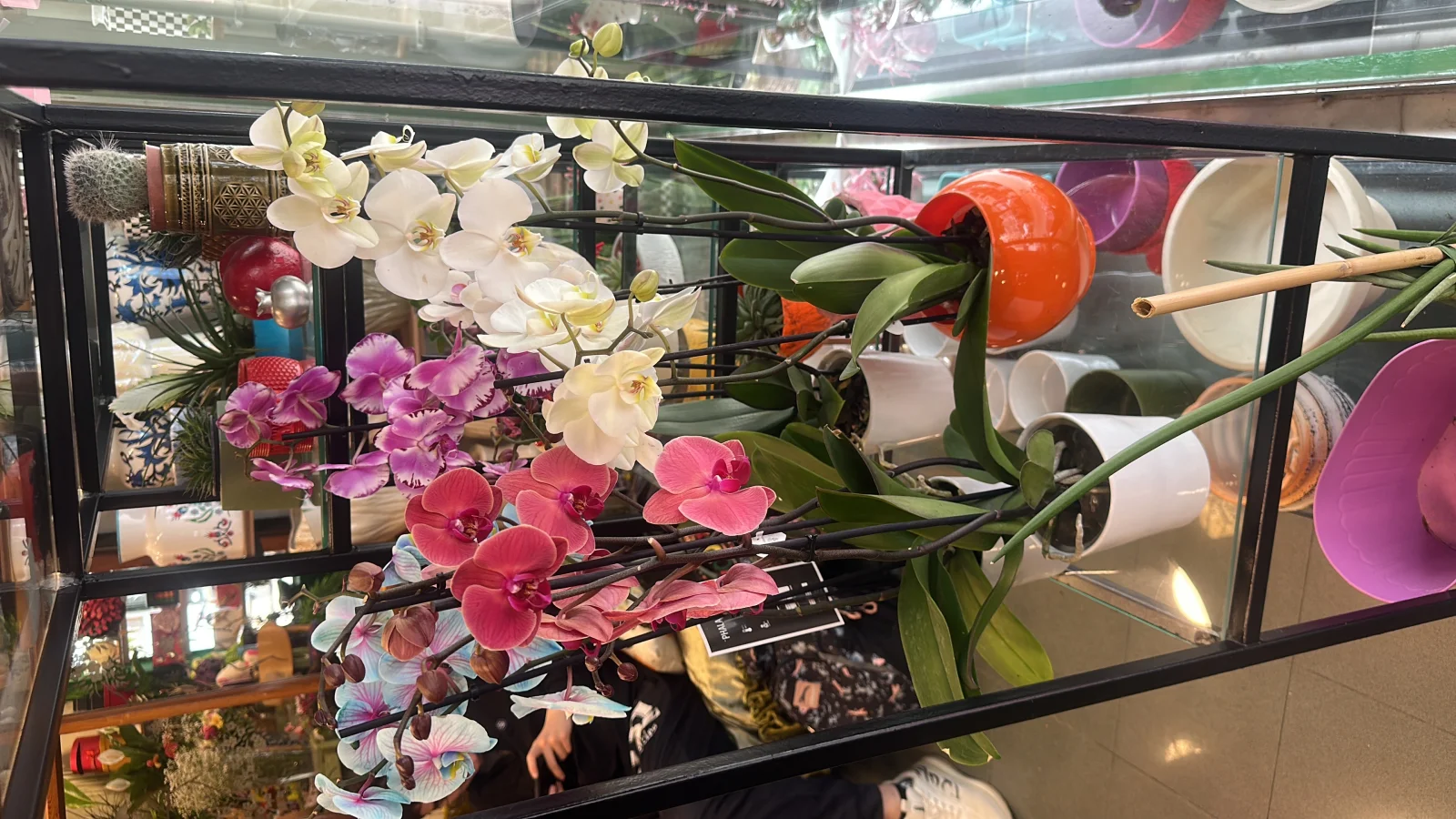 Orchid