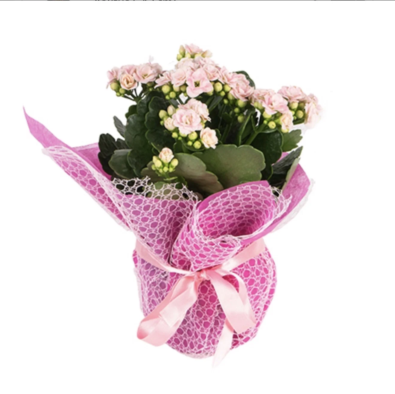 Kalanchoe
