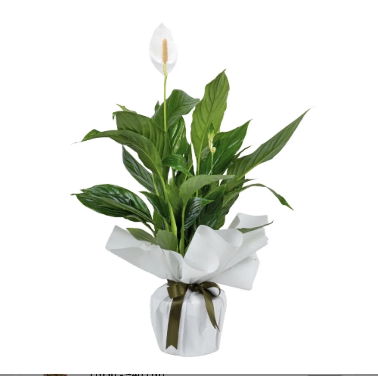 Spathiphyllum Barış Çiçeği