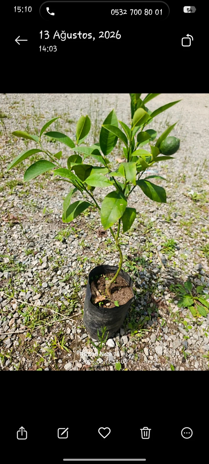 Rize Limon