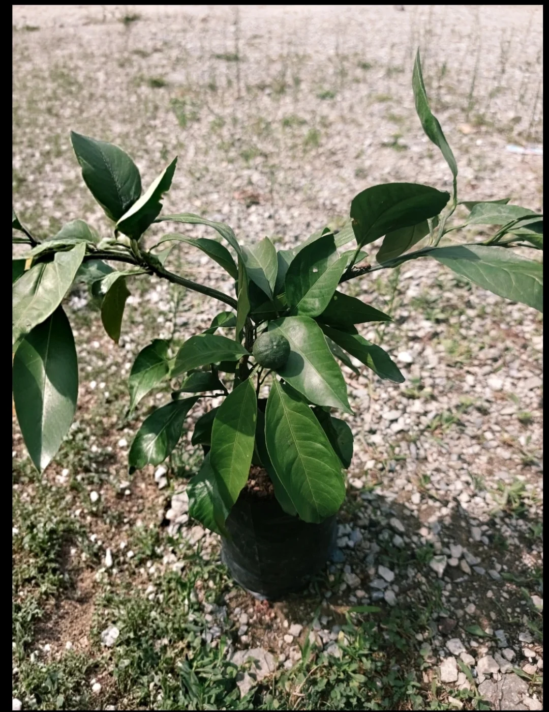 Rize Mandalina